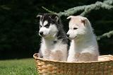 SIBERIAN HUSKY 1010